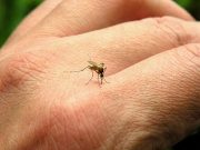 Lakossági tájékoztató szúnyoggyérítésről…