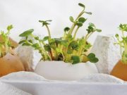 Ne dobd ki a tojáshéjat!…