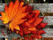 Csík Zenekar koncertje a “Zene Ünnepén” – Szentes