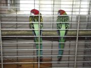 Díszmadár kiállítás a Móricz Zsigmond Művelődési Házban:…