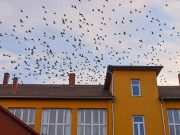 Befogják Szentesen a galambokat…