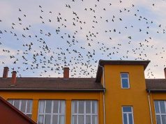 Befogják Szentesen a galambokat…
