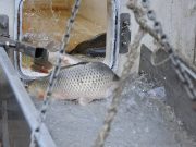 10 mázsa rácponty pottyant a Kurcába…