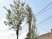 Köszönjük a csonkolást! Picit barbárra sikerült!…