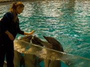 Delfin terápia – ön is kipróbálná!…