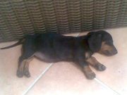 Elveszett tacskót keresnek Szentesen…