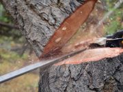 Fa kivágása miatt csütörtökön lezárják a Mentő utcát…