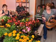 Fél óra alatt elfogyott az 5000 virág…