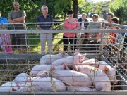 Folytatódik a „szociálismalac” program…