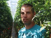 A koktélparadicsom fogyasztása virágkorát éli…