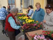 Ingyenes virágosztás Szentesen…