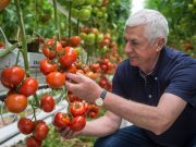 Technológiai váltás húzza felfelé a magyar paradicsomtermesztést…