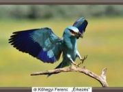 További videókat fedezhetsz fel a Watch funkcióban….