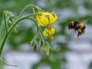 Jókedvű poszméhek (II. rész)…