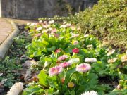 Tavaszias meleg a tél közepén…