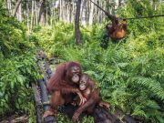 Az olaj, amihez vér tapad…