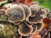 Jótékony hatású gyógygombák…