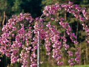 Lakossági tájékoztató a fás szárú növénypótlások önkormányzati támogatásáról…