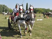 Rekordszámú fogat az idei Polner emlékversenyen…