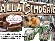 Húsvéti állatsimogató…