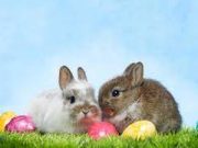 Kedves Érdeklődők! Közeleg a Húsvét!…