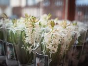 „Sokszor úgy tűnik, nem nő vagy, hanem a fény, amely a virágra vetül.” – Virgini…