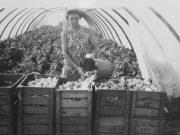 A dél-alföldi régió szerepe a magyar paprikatermesztés történetében 2. rész…