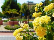 Az önkormányzat 20. alkalommal hirdeti meg a „Virágszínvonalasabb Szentesért” vá…