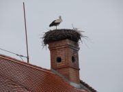 Megérkezett a Gólyás-ház gólyája…