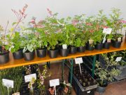 Megnyílt a IV. Virágkiállítás és Vásár, valamint az I. Magbörze…