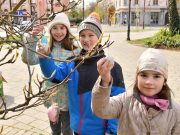 Tojásfák Szentesen a Kossuth téren…