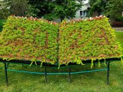 Kinyílt a virágkönyv a könyvtárnál…