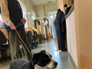 Mert mi kutyabarát intézmény vagyunk…