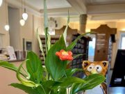 Mostantól a hozzánk betérők ezzel a kedves bagollyal is találkozhatnak….