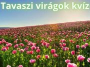 Tavaszi Virágok Kvíz