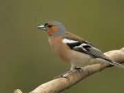 Tisztelt Látogatòink!…