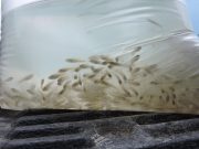 Több mint tízezer süllő ivadékot telepítettek a Kurcába…