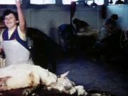 Bemutatkozik a Pankotai Állami Gazdaság – Gálfalvy György filmje