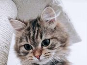 Ma van a macskák világnapja. A világnap 20 évvel ezelőttre nyúlik vissza, amikor…