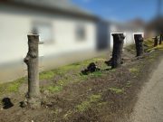 A város fellép a drasztikus facsonkolások ellen…