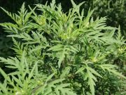 Védekezzünk időben a parlagfű ellen!…