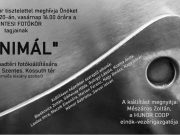 Kedves Látogató!…