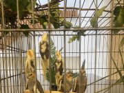 Megnyitotta kapuit a Díszmadár kiállítás a Művelődési és Ifjúsági Házban!…