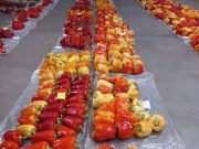 Zajlik az innovatív paprikafajtákat nemesítő projekt Szentesen…