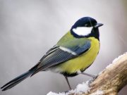 A 2023. december 17-i madárbörze betegség miatt elmarad!…