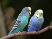 Tisztelt Látogatòink!…