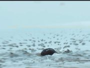 Ismét Szentesen járt a HadERŐ stábja! Búváraink nem csak a jeget törték át, hane…