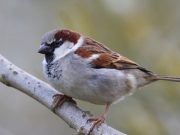 2024. február 25-én Díszmadár Börze lesz a Művelődési és Ifjúsági Házban 7-10 ór…