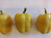 Befejeződött az innovatív paprikafajtákat nemesítő projekt…