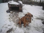 Az ügyészség vizsgálja az állatkínzási ügyet…